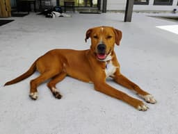 Bruno image 2