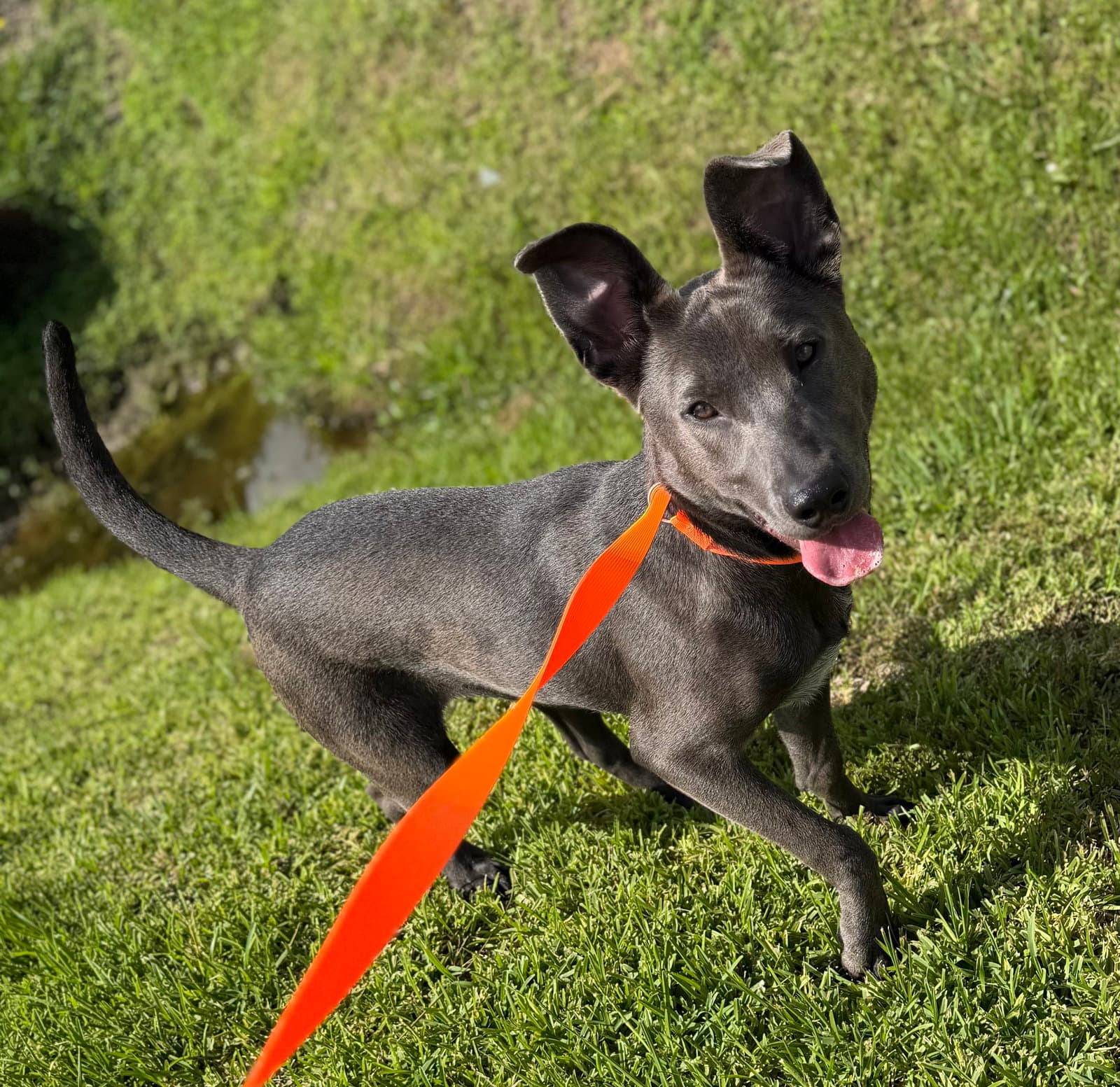 Monkey- Cutest Ears - Carolina Dog