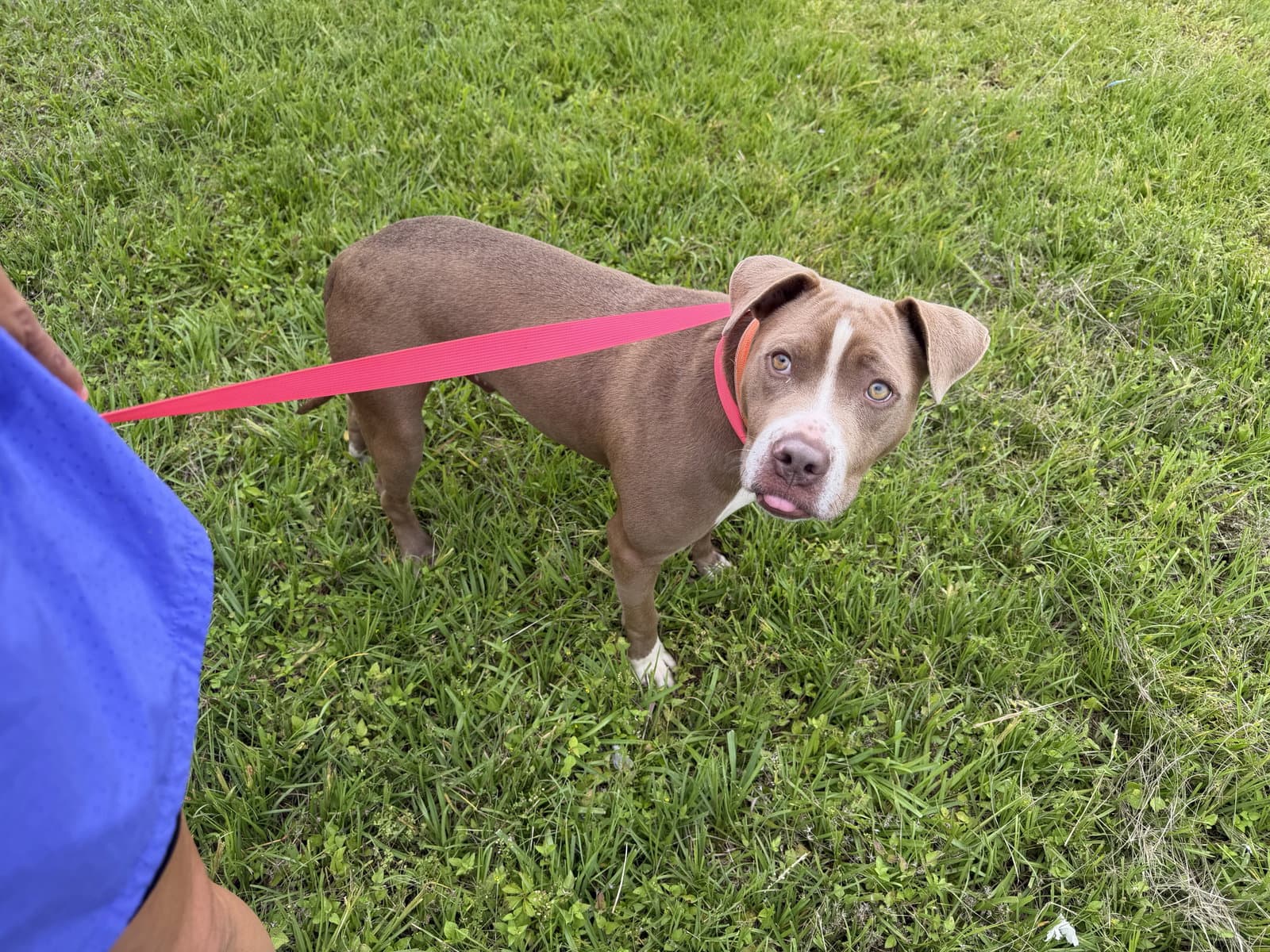 Haggis- Underbite Overlove - American Staffordshire Terrier