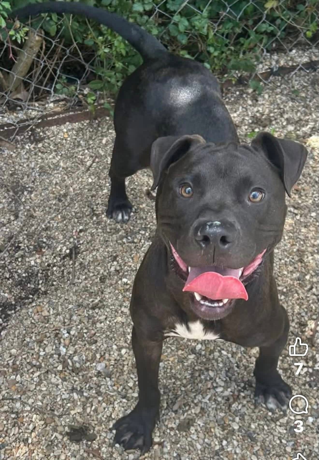 Casio- Easy Boy Easy Love - American Pit Bull Terrier