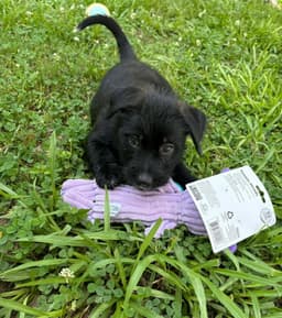 Lenny- Sidekick Material image 3