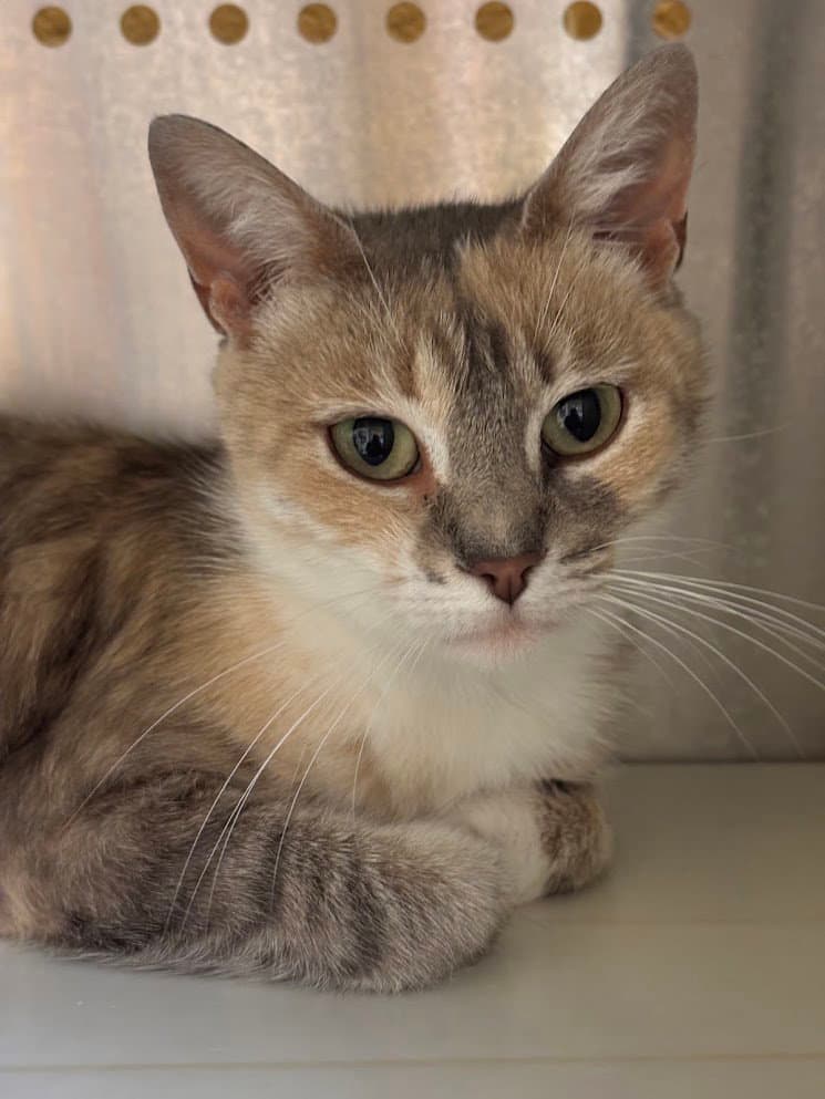 Evelyn - Domestic Short Hair