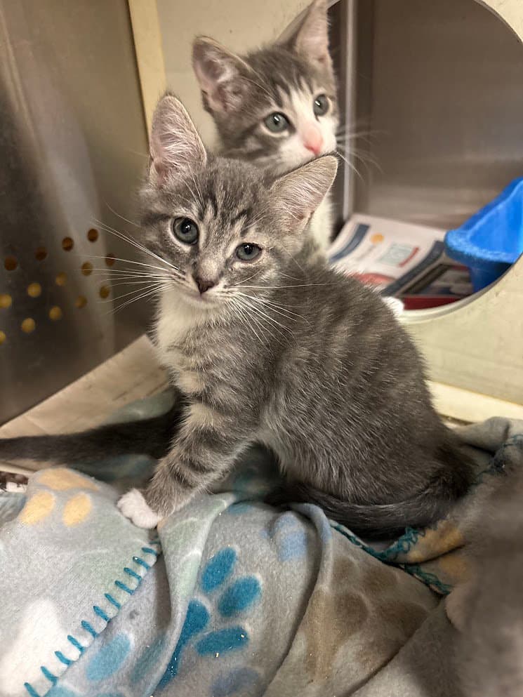 Everett - Domestic Short Hair