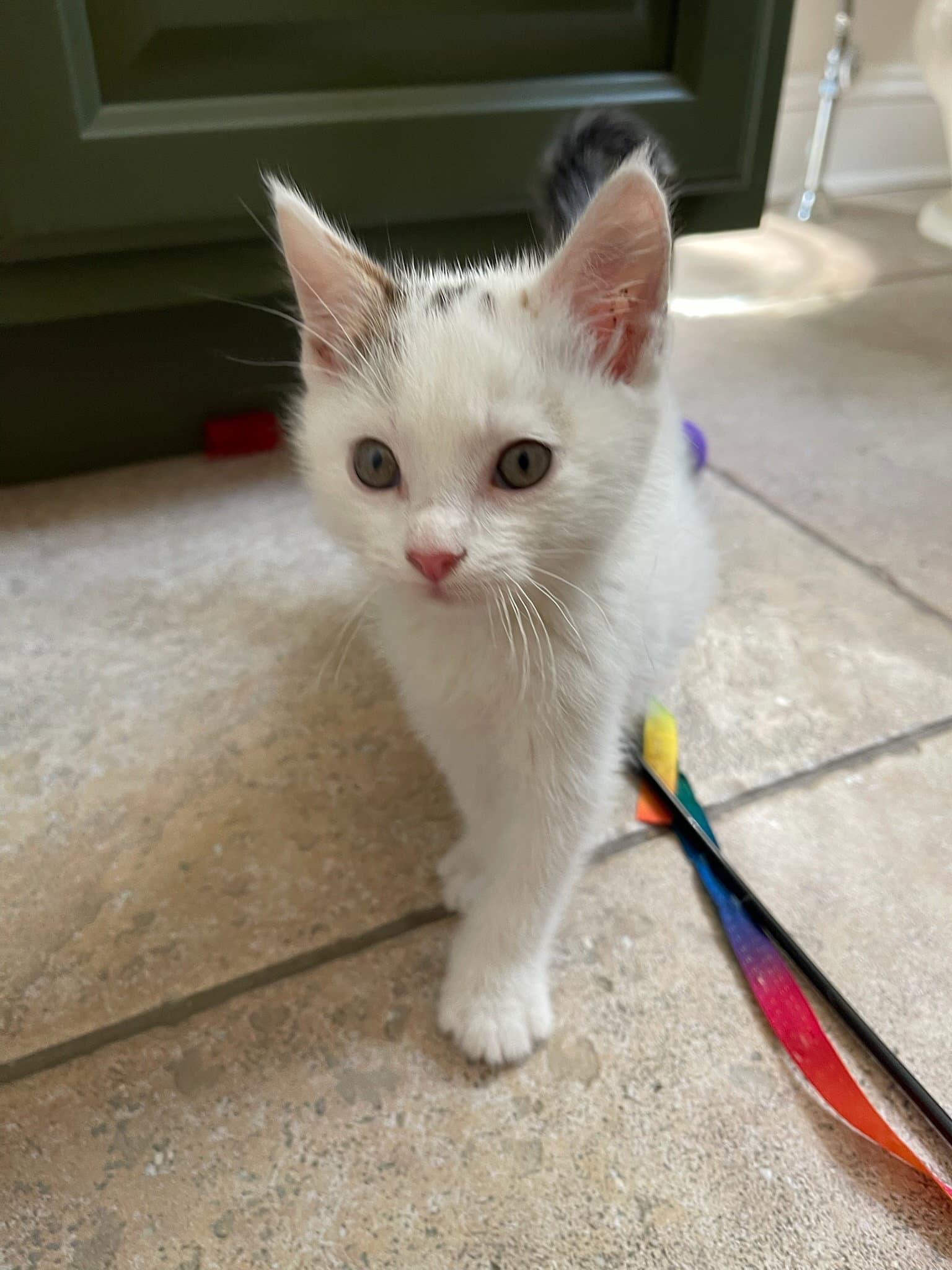 Bear - Domestic Short Hair