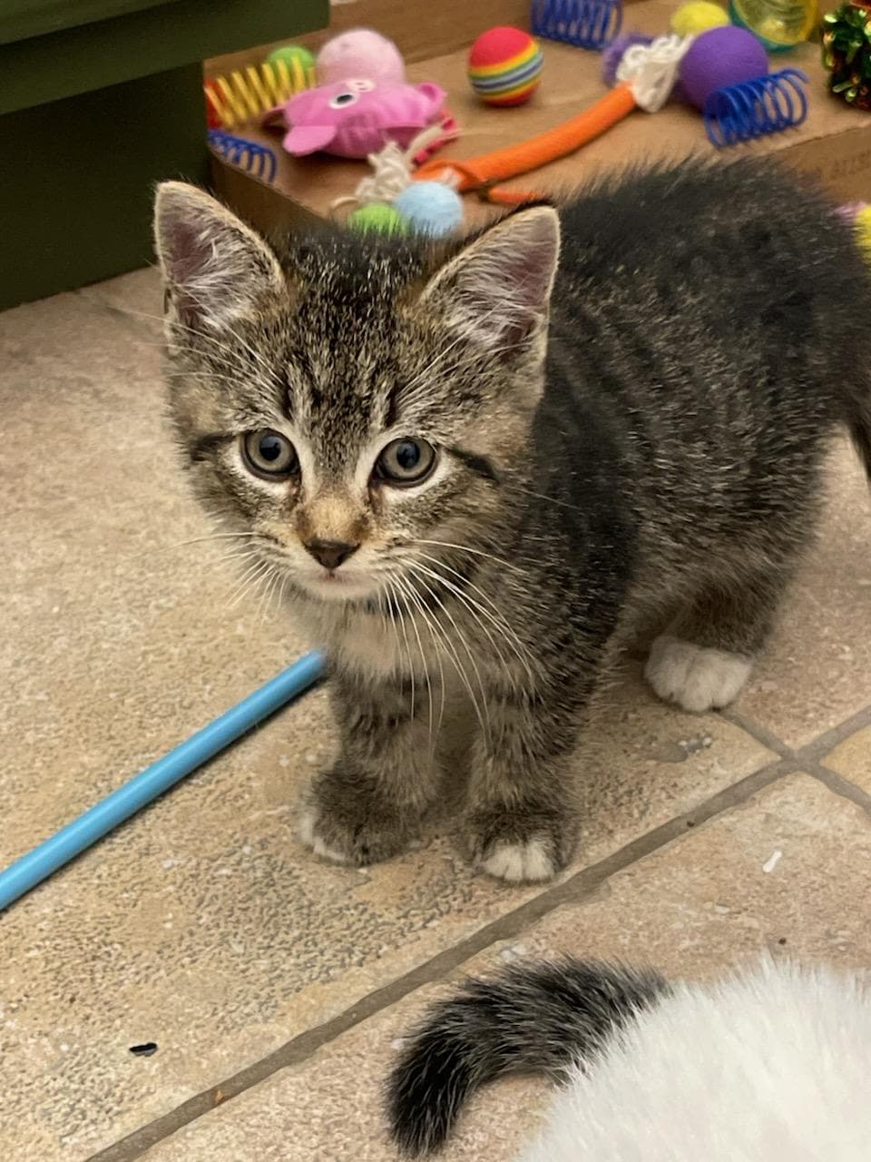 Noodle - Domestic Short Hair