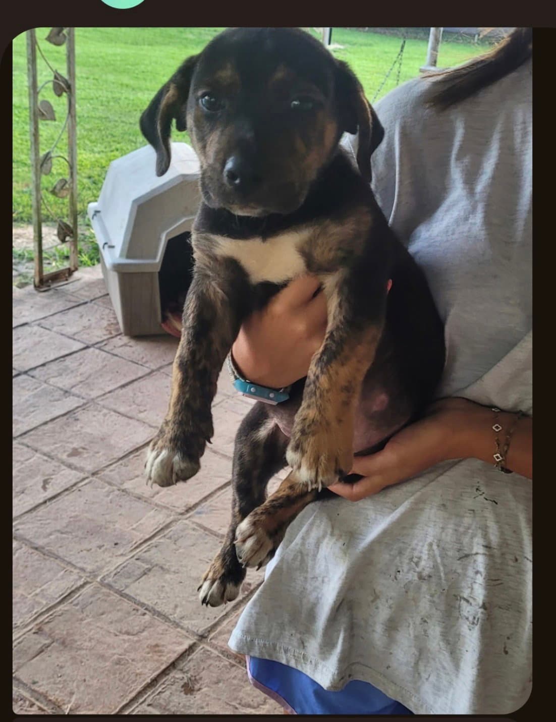 Bam - Plott Hound