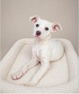 Biscuit- Beautiful Girl image 1