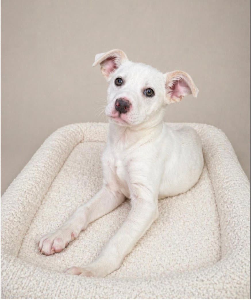 Biscuit- Beautiful Girl - Labrador Retriever