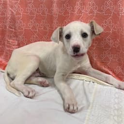 Biscuit- Beautiful Girl image 2