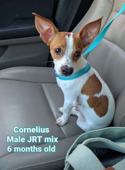 Cornelius image 2
