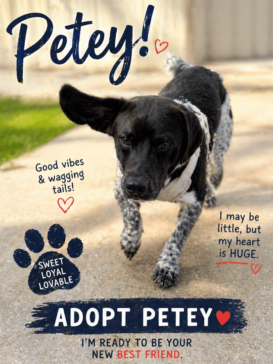 Petey- Absolutely Adorable - Dachshund
