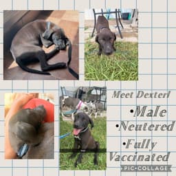 Dexter- Beautiful Lab Boy image 1