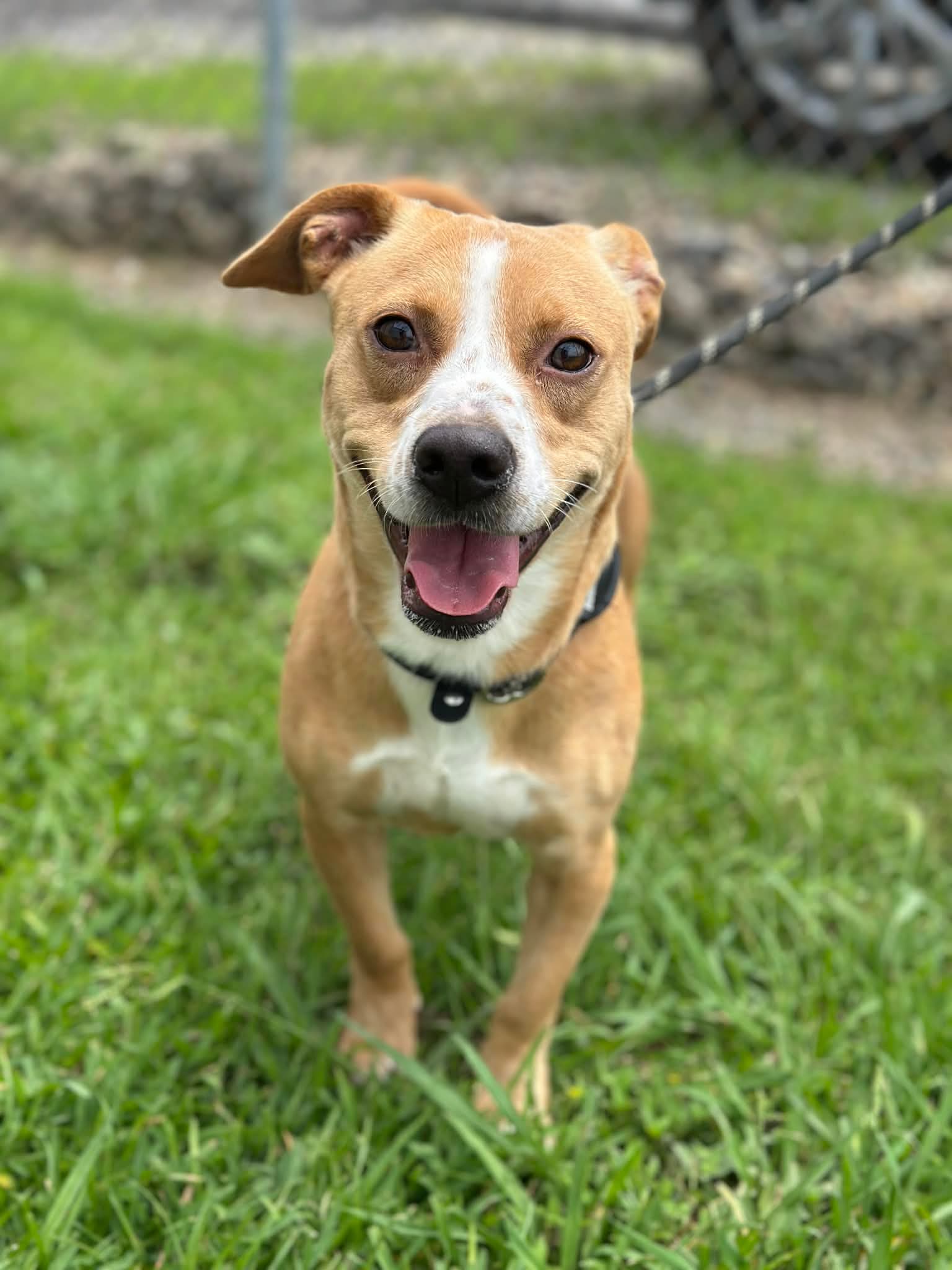 Biscotti - Jack Russell Terrier