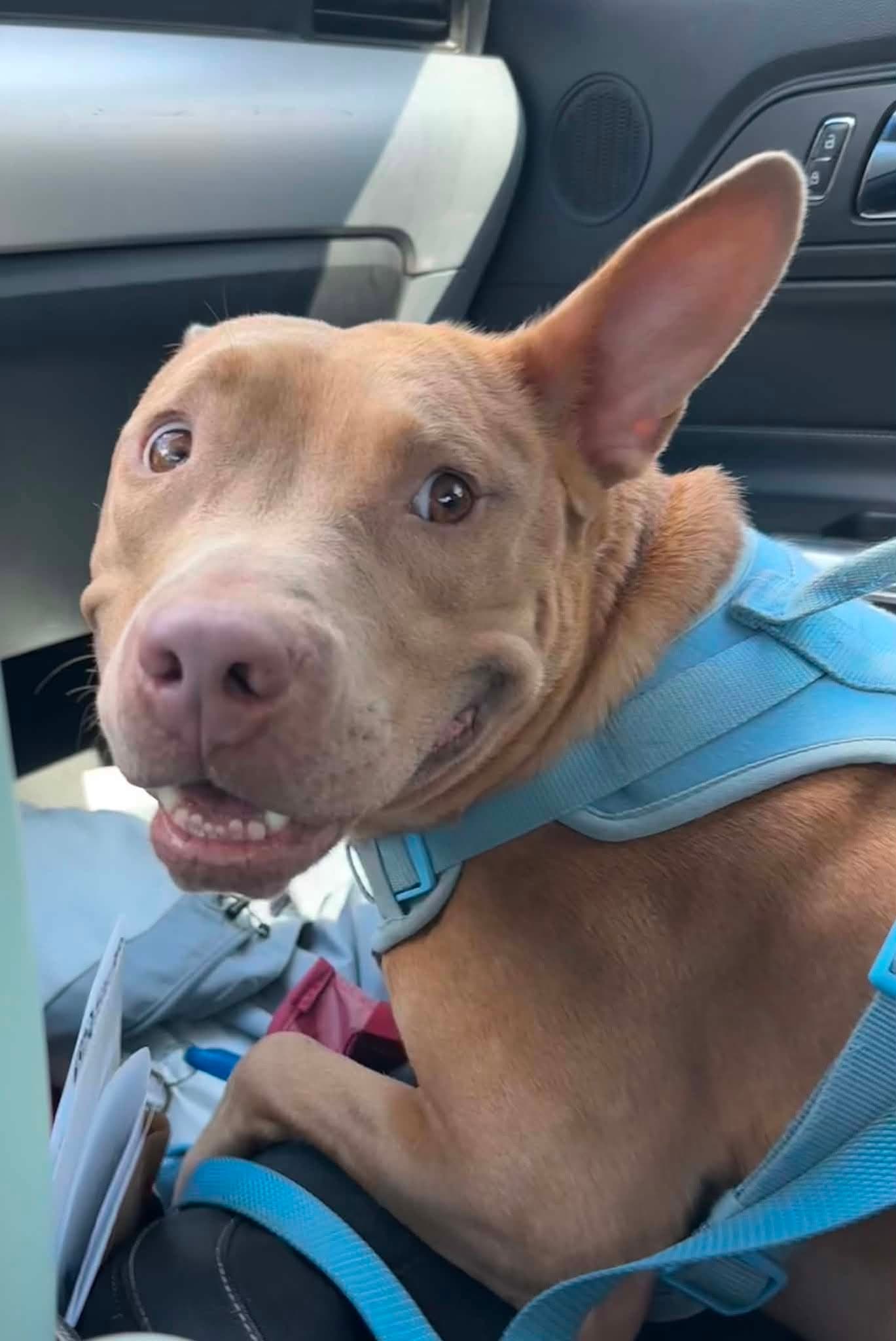 Joseph- Cuddles And Chaos - American Pit Bull Terrier