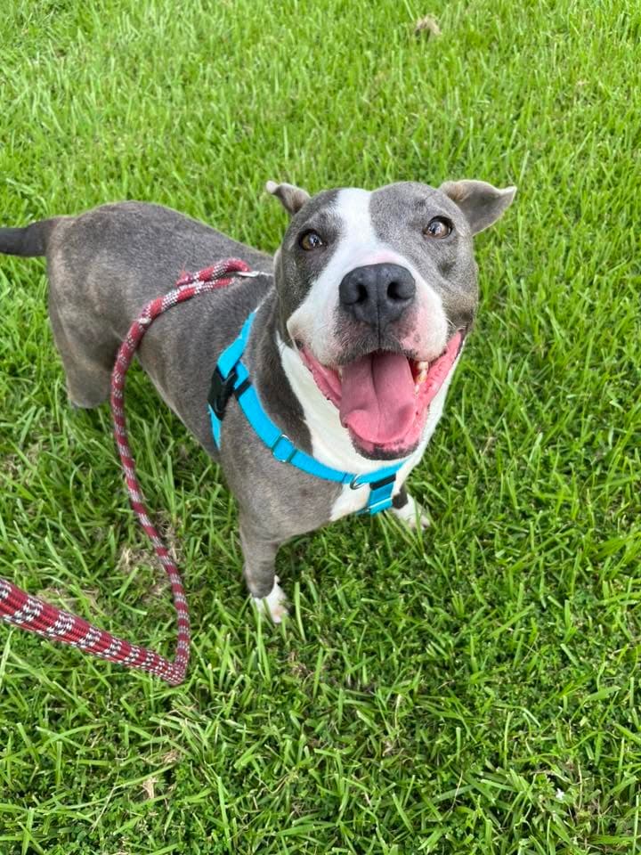 Gabriel- Profesional Couch Companion - American Pit Bull Terrier
