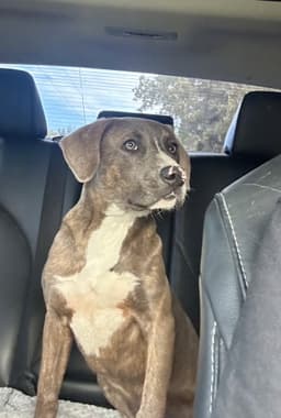 Leo- From Garage Guest To House King image 1