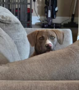 Leo- From Garage Guest To House King image 2