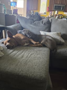 Leo- From Garage Guest To House King image 3