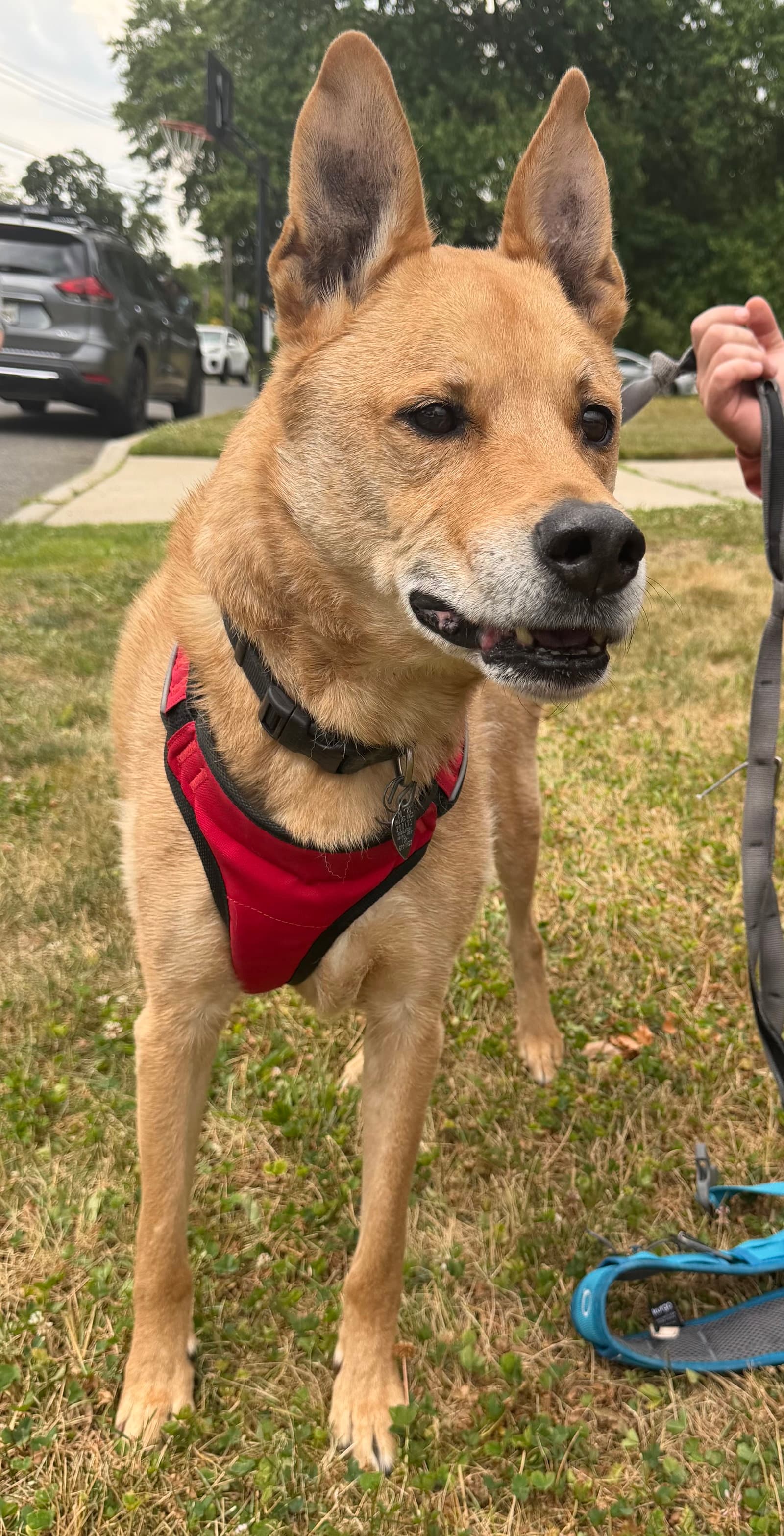 Apollo - Hell Love You To The Moon And Back - German Shepherd Dog