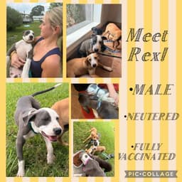 Rex-Brave Boy image 1