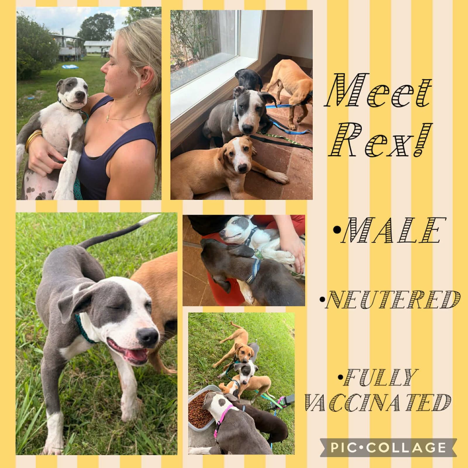 Rex-Brave Boy - American Pit Bull Terrier