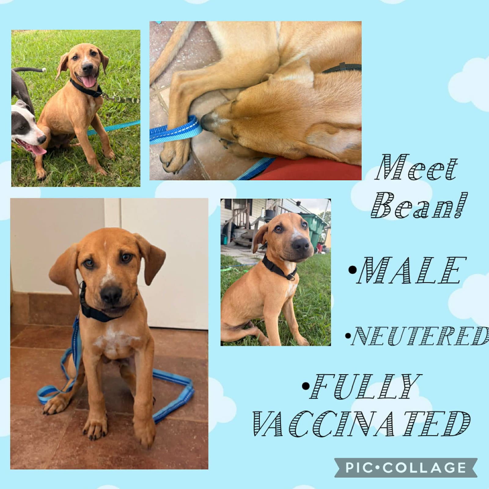 Bean-Beautiful Boy - American Pit Bull Terrier