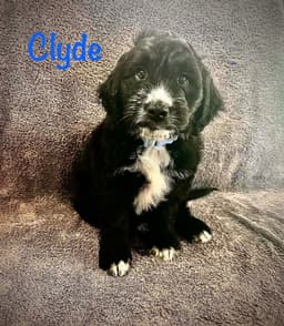 Clyde- Poodle Pup image 1