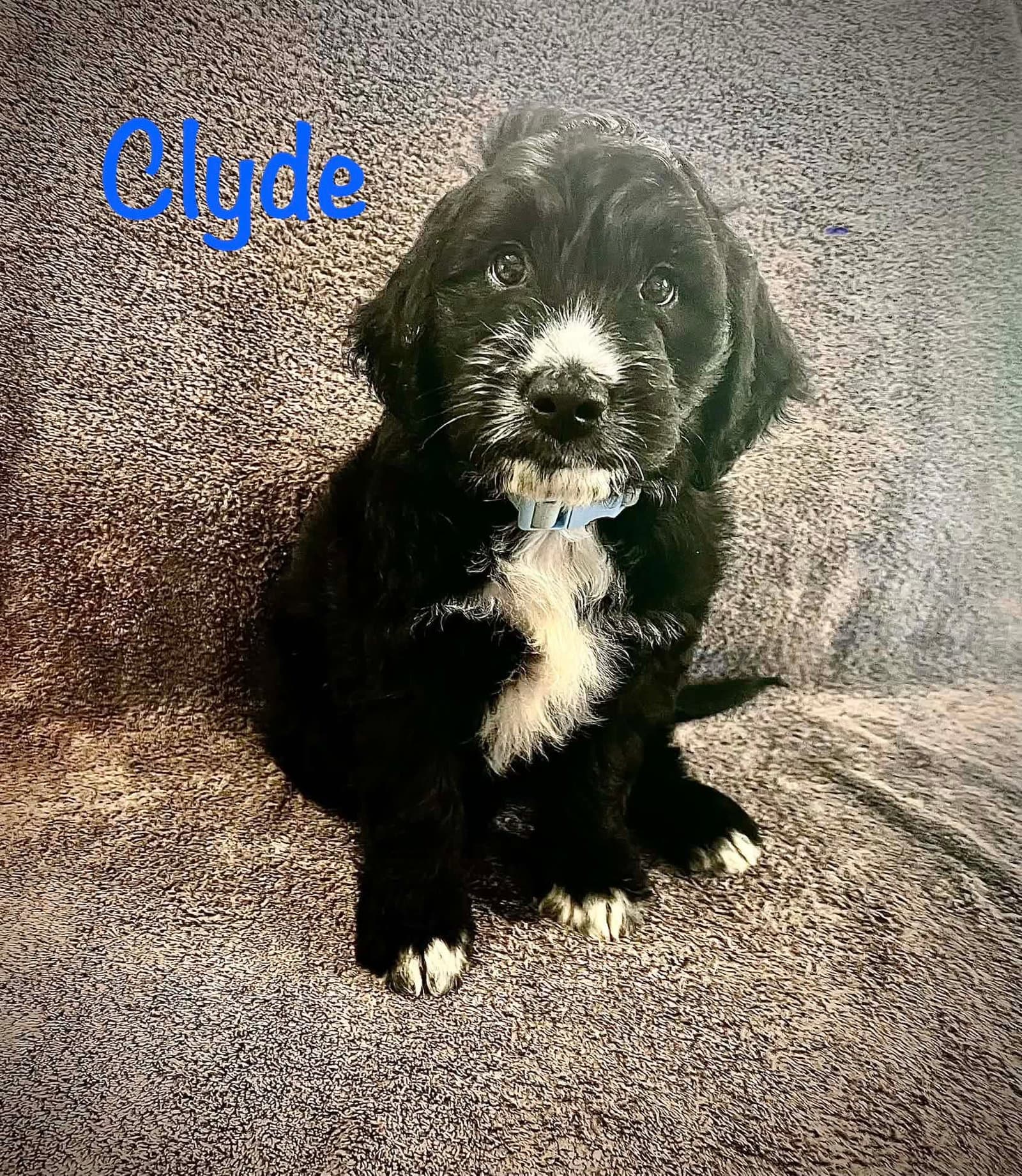 Clyde- Poodle Pup - Poodle (Standard)