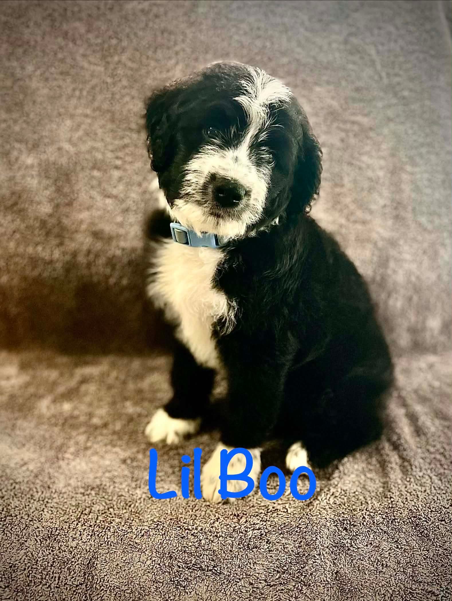 Lil Boo- Poodle Pup - Poodle (Standard)