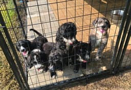 Willie- Poodle Pup image 2