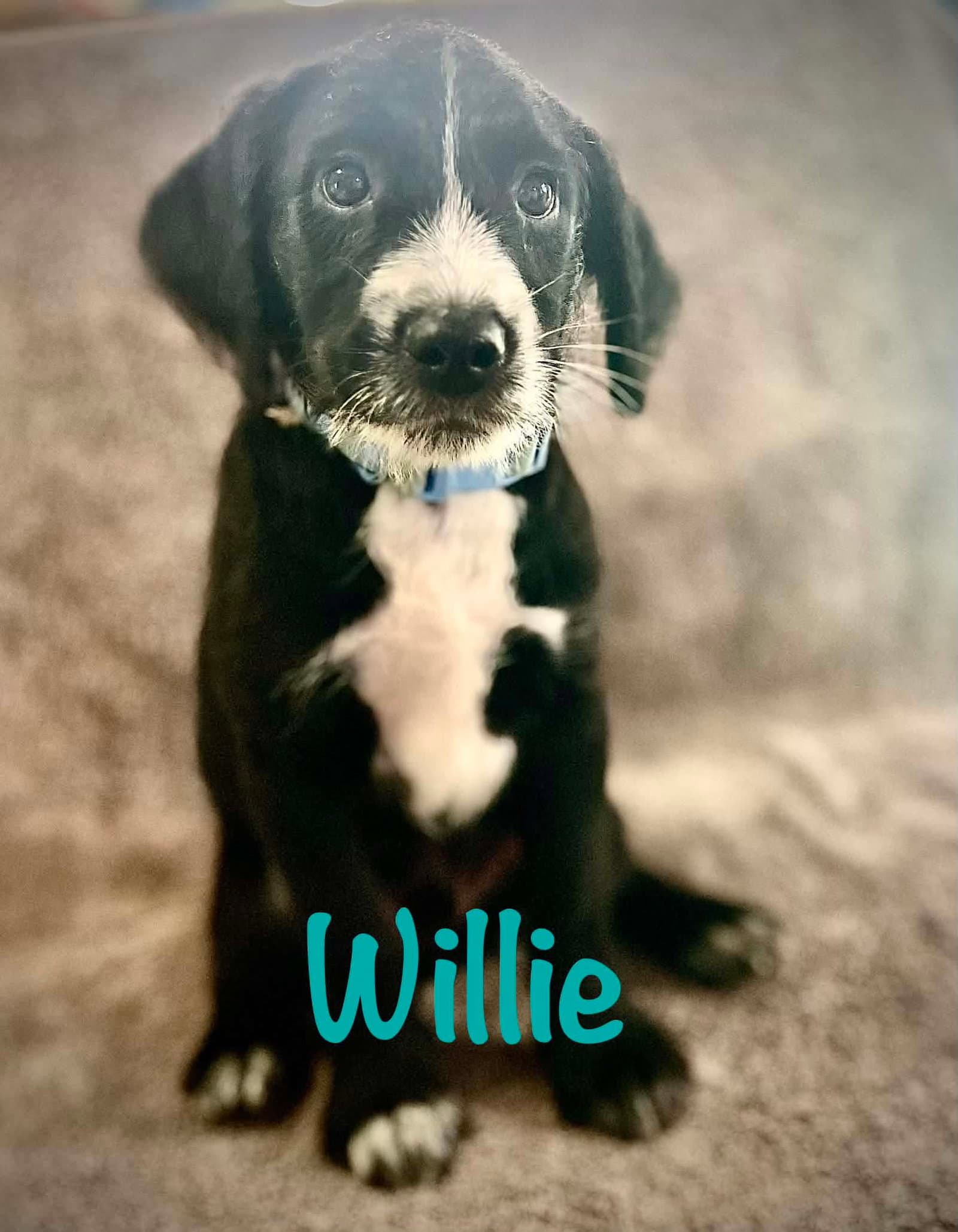 Willie- Poodle Pup - Poodle (Standard)
