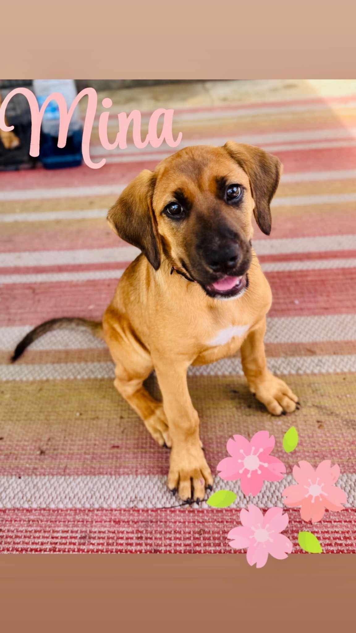 Mina- Smart Sweet And Sassy - Black Mouth Cur