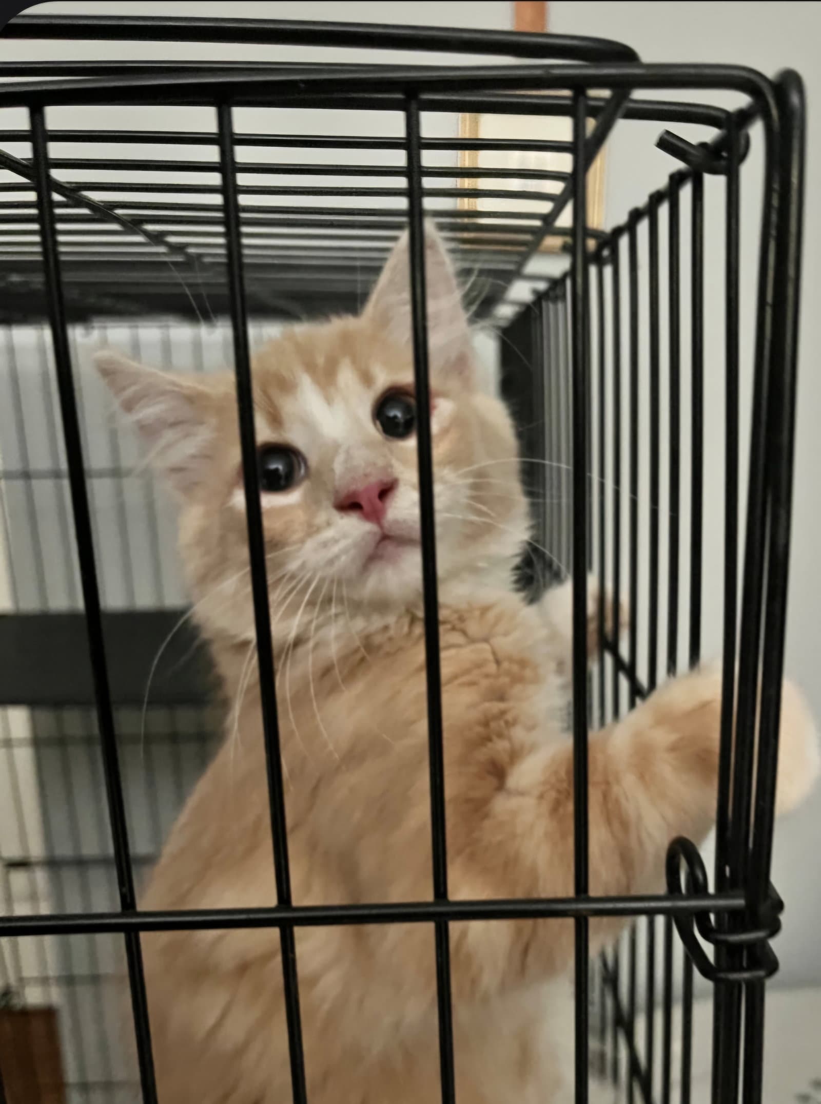 Spot - Domestic Medium Hair