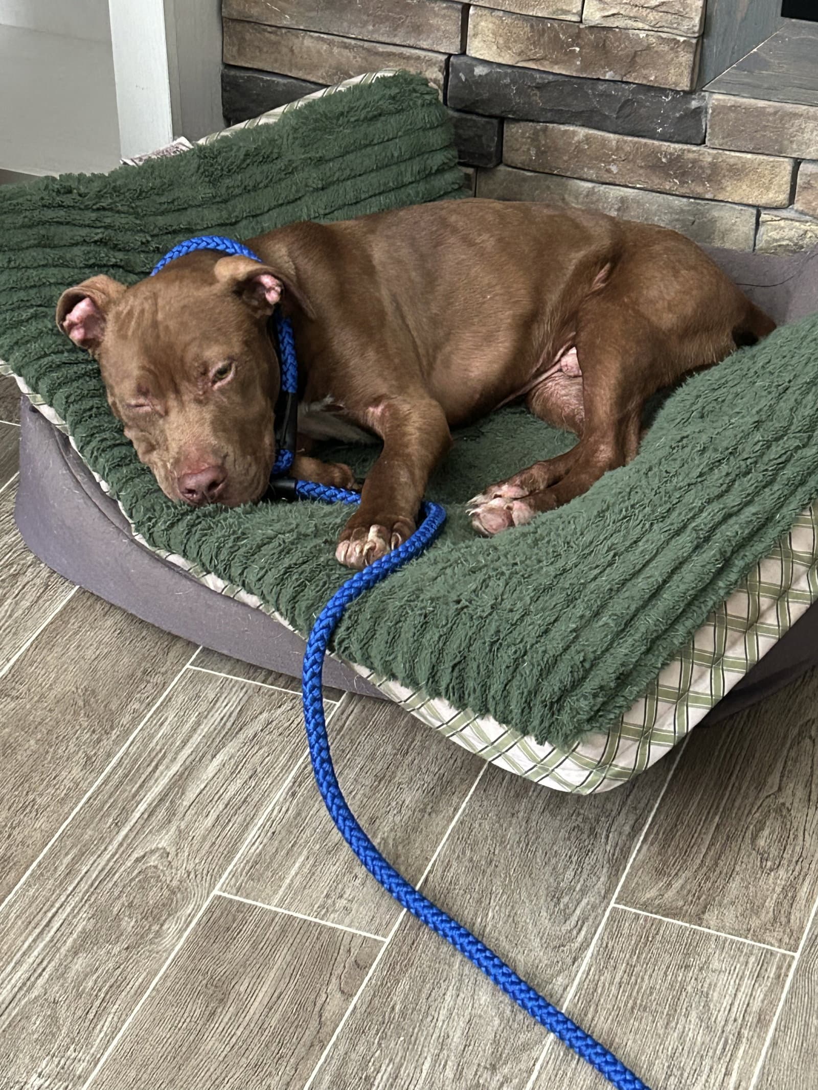 Loki Aka Luca - New Name Bc He Is So Low Key - Pit Bull Terrier