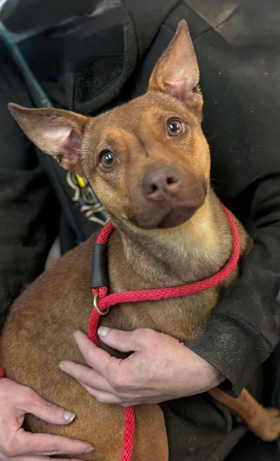 Sara Beth- Second Chance Sweetheart - American Pit Bull Terrier