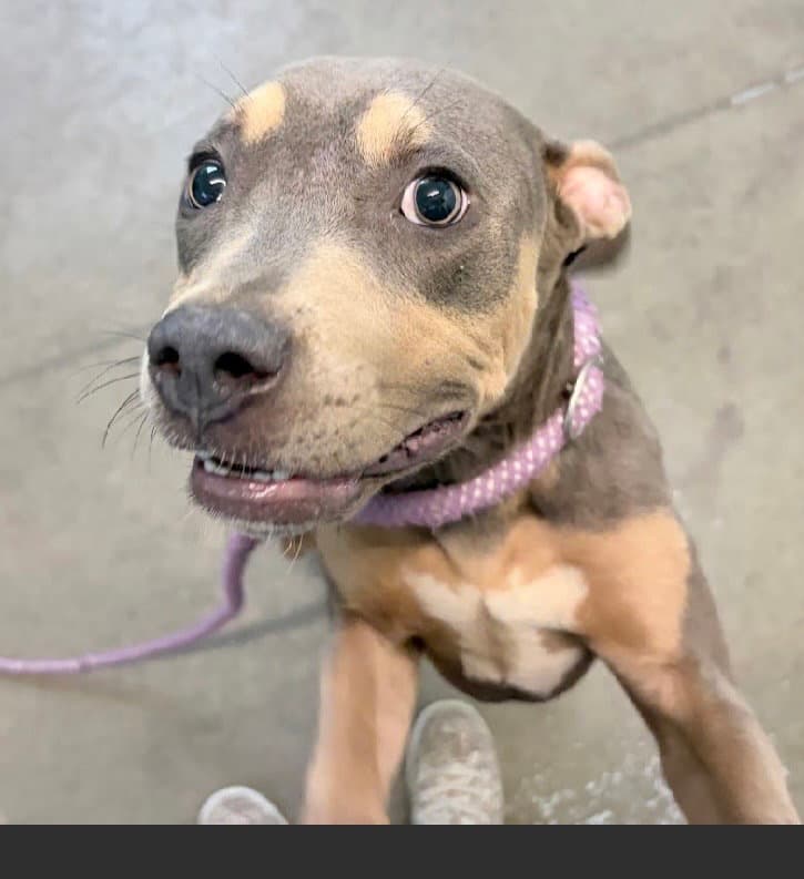 Lollie- Sweet Gentle Girl - American Staffordshire Terrier