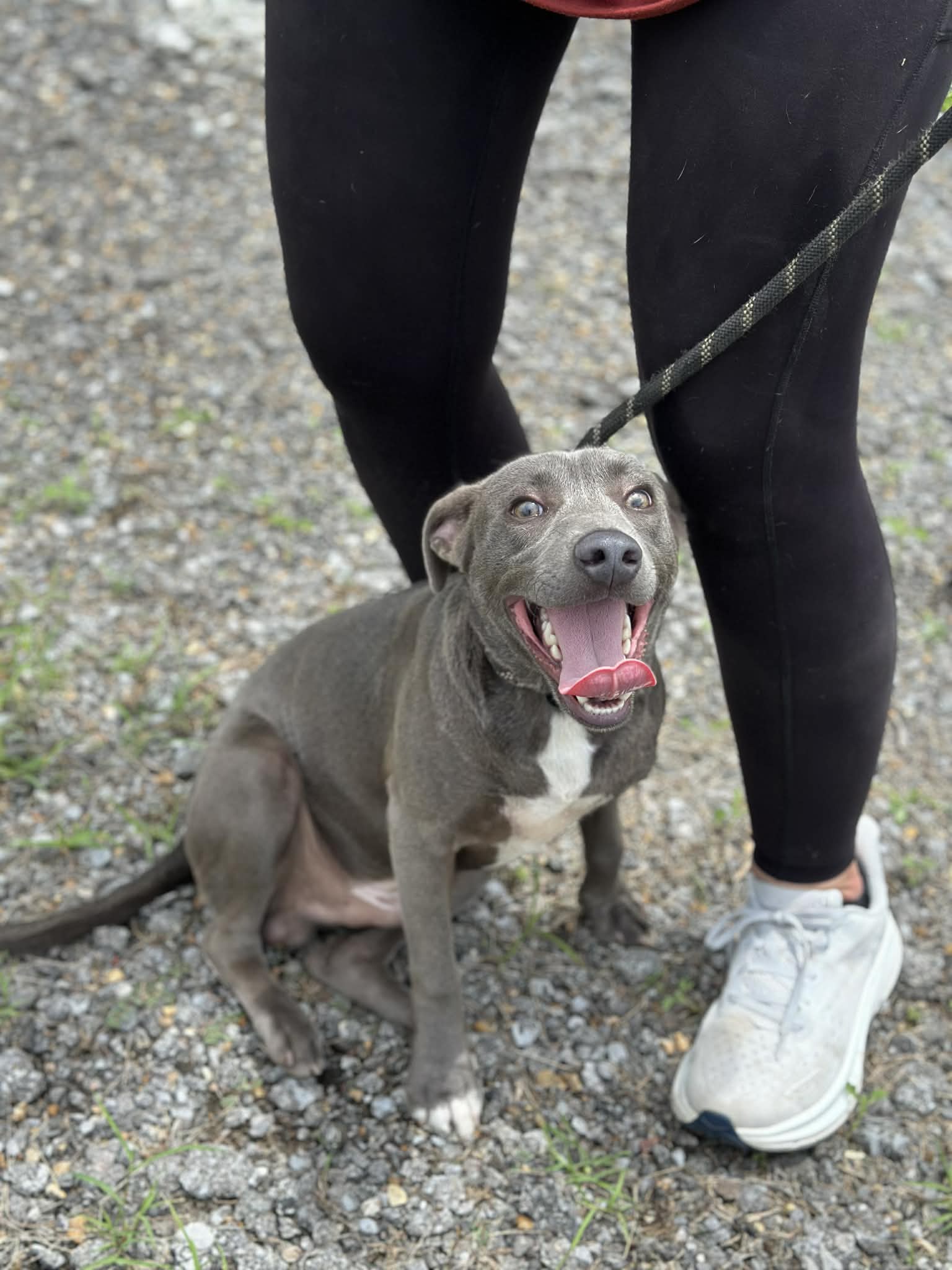 River- Ready For Forever - American Pit Bull Terrier