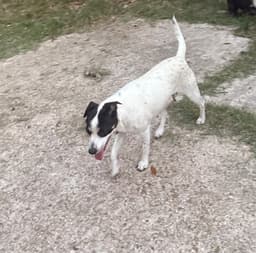 Tally- Backyard Explorer image 1