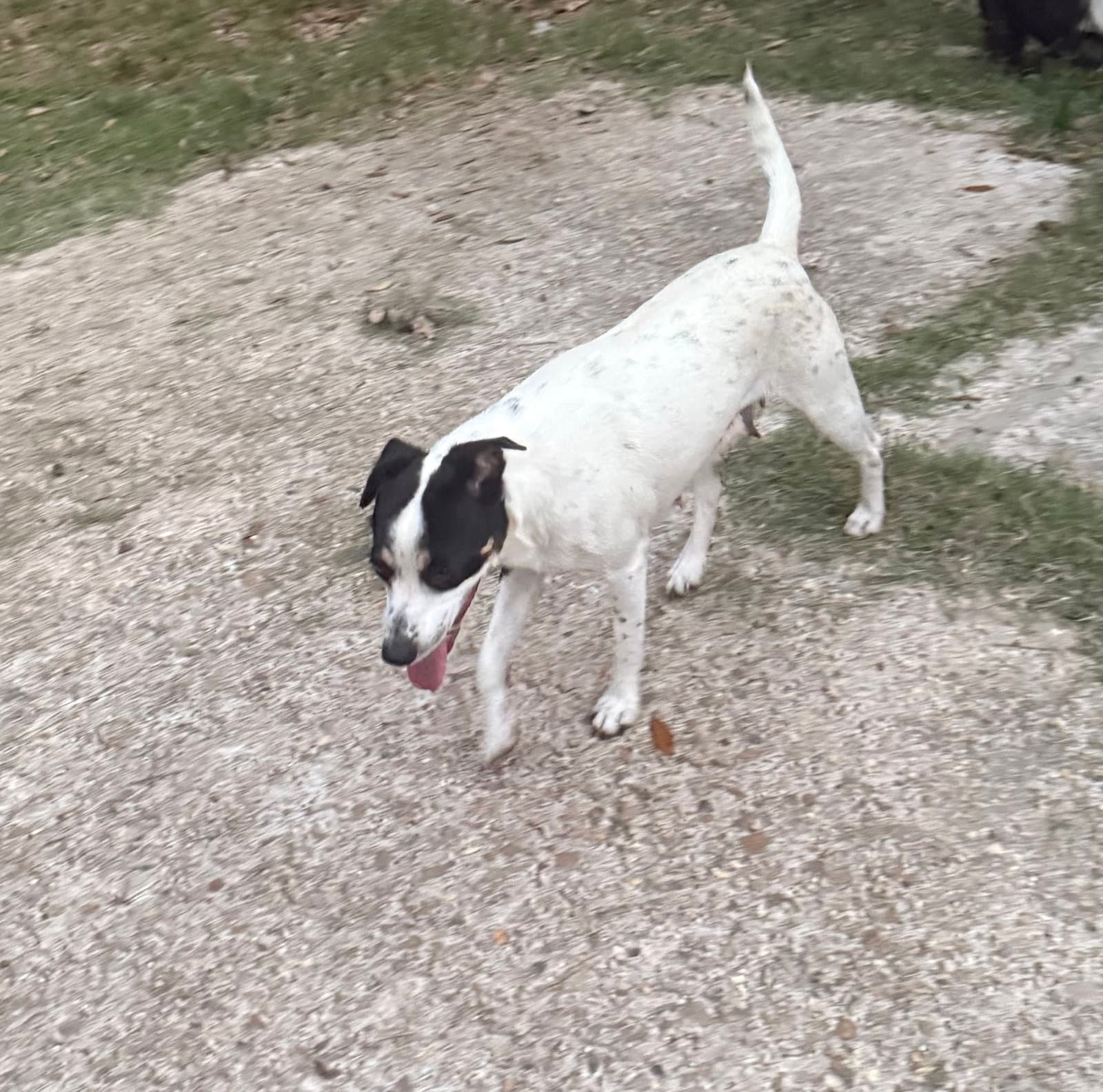 Tally- Backyard Explorer