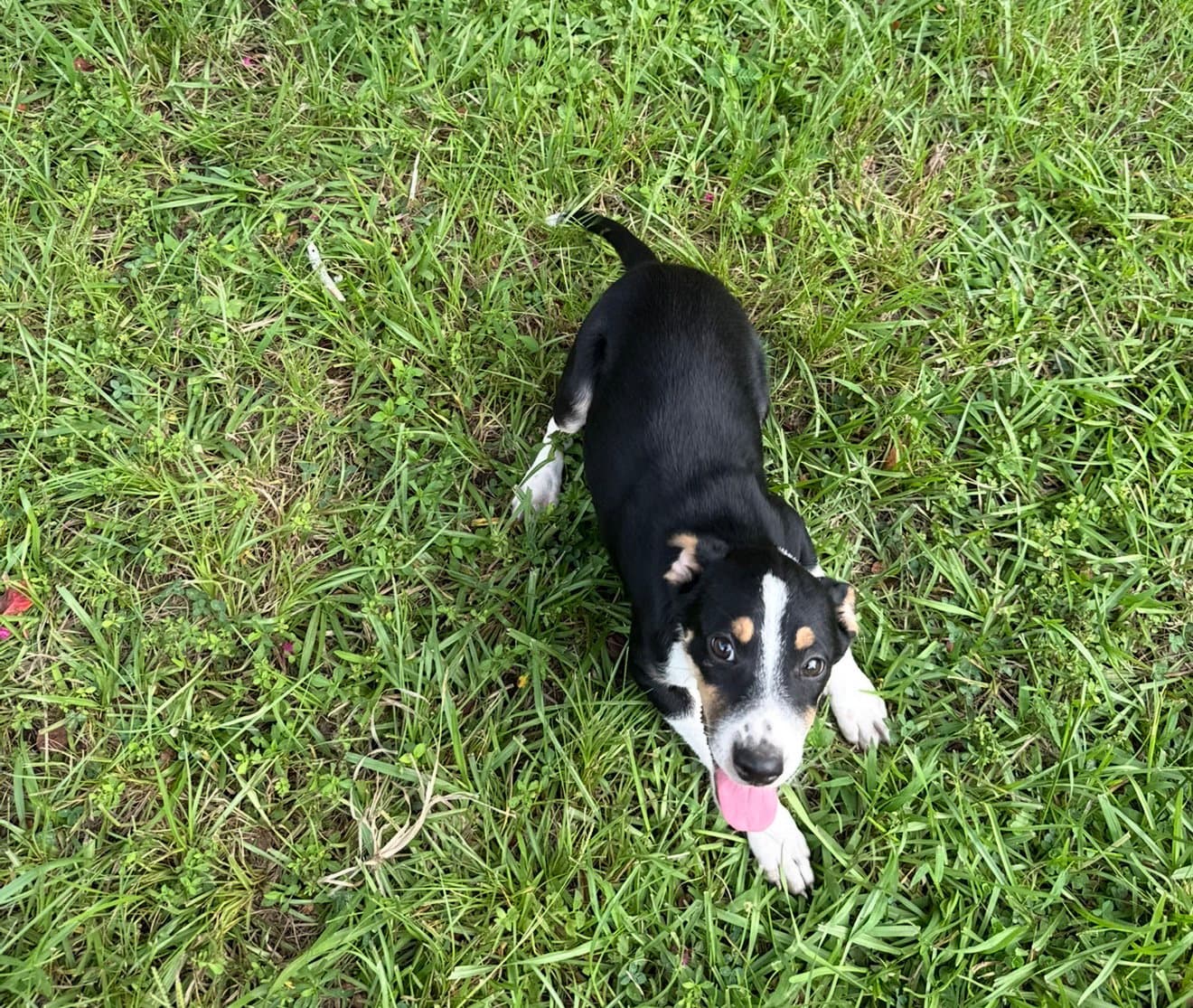 Jasmine- Small Pup Big Love - Rat Terrier