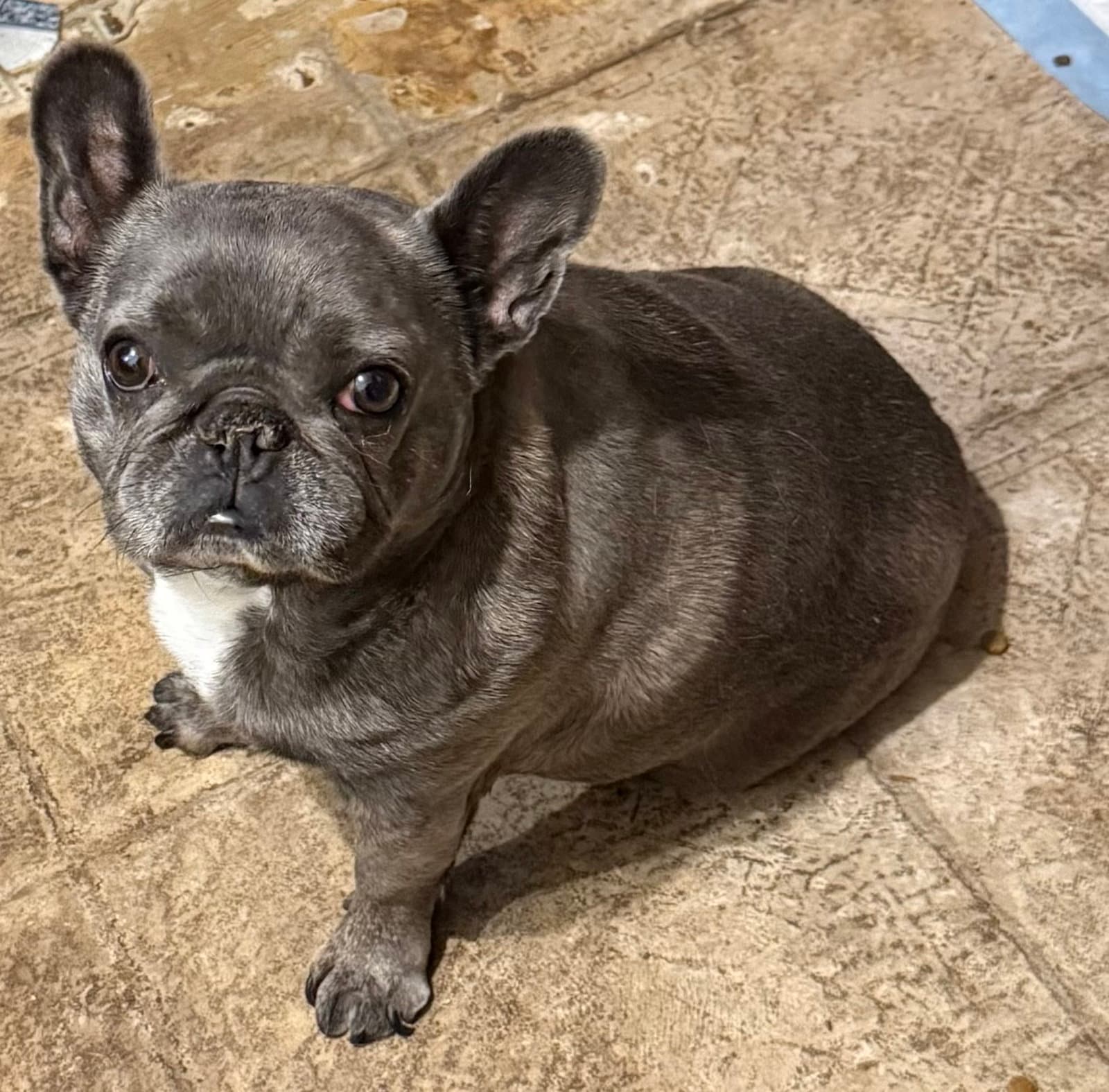 Betty- Snorts And Snuggles - French Bulldog