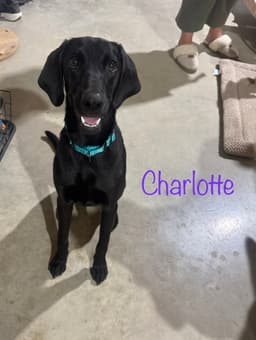 Charlotte- Too Cute To Miss image 1
