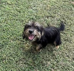 Baxter- Yorki Prince image 1