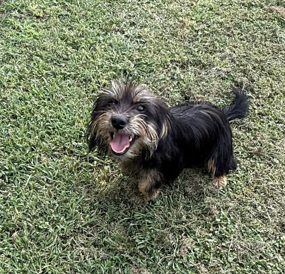 Baxter- Yorki Prince - Yorkshire Terrier Yorkie