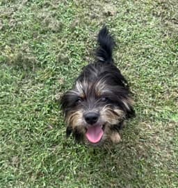 Baxter- Yorki Prince image 2