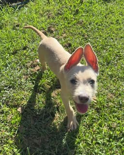 Swiss Cheese- Magical Ears image 1