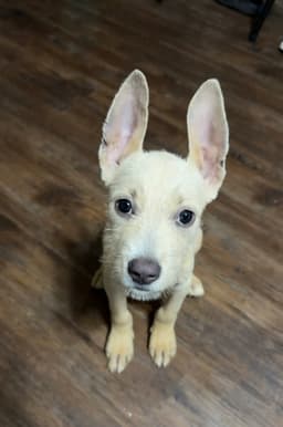 Swiss Cheese- Magical Ears image 2