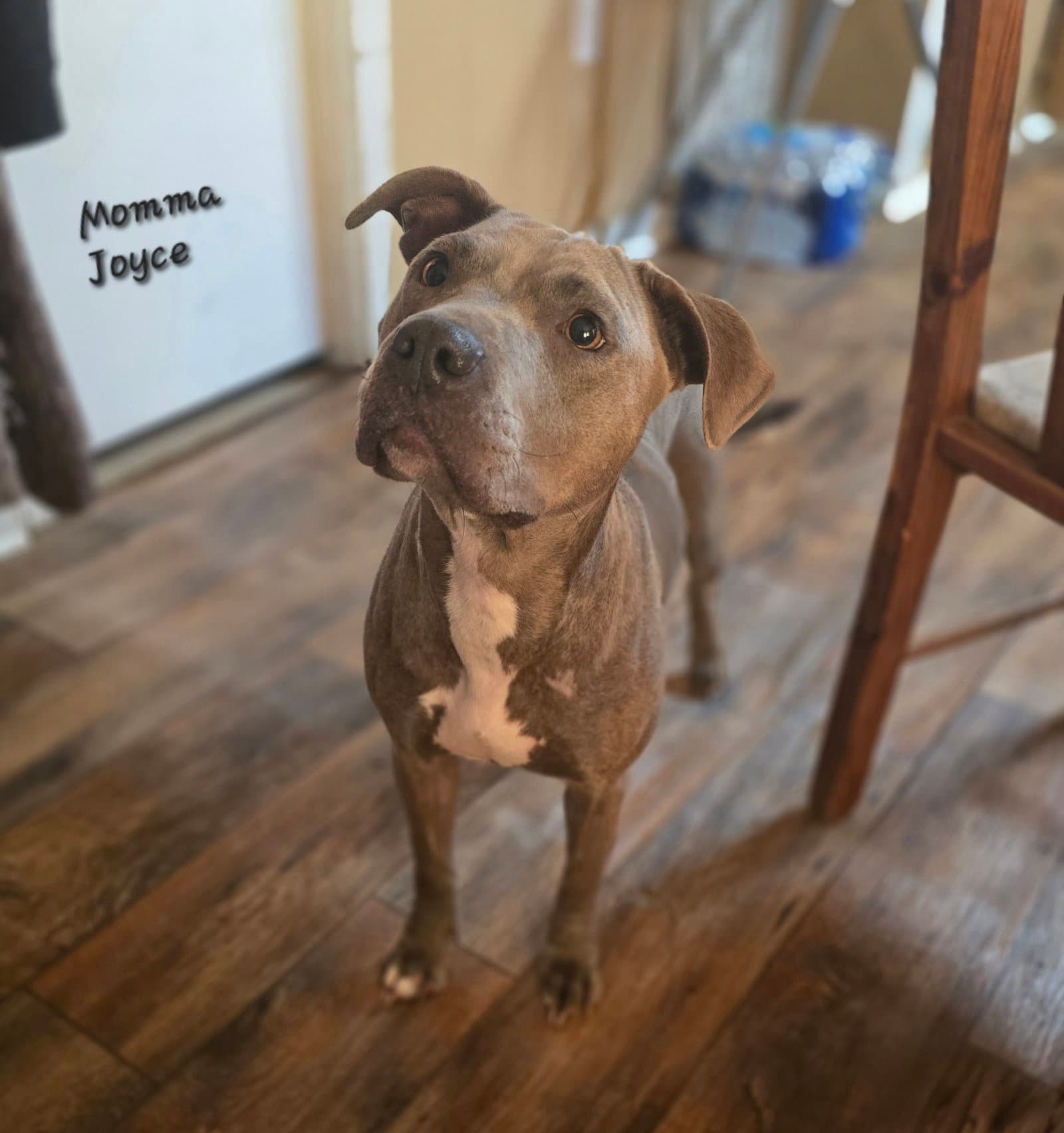 Joyce- Pure Love - American Pit Bull Terrier