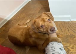 Peanut- Big Hearted Boy image 1