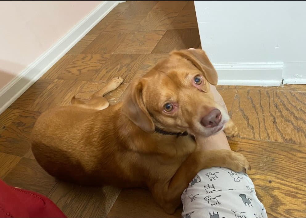 Peanut- Big Hearted Boy - Vizsla